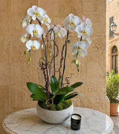 Luxury Live White Phalaenopsis Orchids With Sucullents - Miami Flower Store Same-Day Delivery Fort Lauderdale Brickell Aventura Las Olas Hallendale Beach Hollywood Sunny Isles