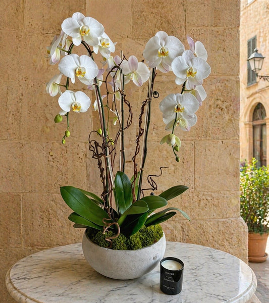 Luxury Live White Phalaenopsis Orchids With Sucullents - Miami Flower Store Same-Day Delivery Fort Lauderdale Brickell Aventura Las Olas Hallendale Beach Hollywood Sunny Isles