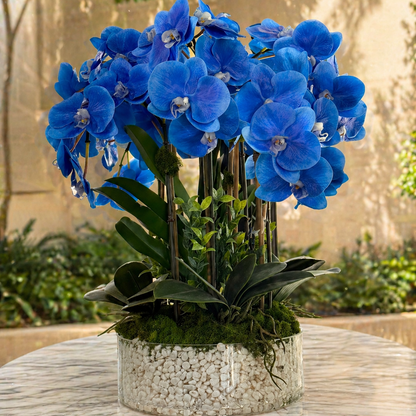 Luxury Silk Blue Phalaenopsis Orchids\Not Real Orchids\ With Succulents In Ceramic Vase\Home Decor - Miami Flower Store Same-Day Delivery Fort Lauderdale Brickell Aventura Las Olas Hallendale Beach Hollywood Sunny Isles