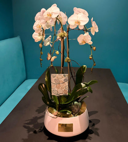 Luxury Live White Phalaenopsis Orchids With Sucullents - Miami Flower Store Same-Day Delivery Fort Lauderdale Brickell Aventura Las Olas Hallendale Beach Hollywood Sunny Isles