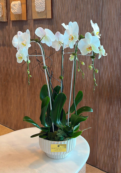 Luxury Live White Phalaenopsis Orchids With Sucullents - Miami Flower Store Same-Day Delivery Fort Lauderdale Brickell Aventura Las Olas Hallendale Beach Hollywood Sunny Isles