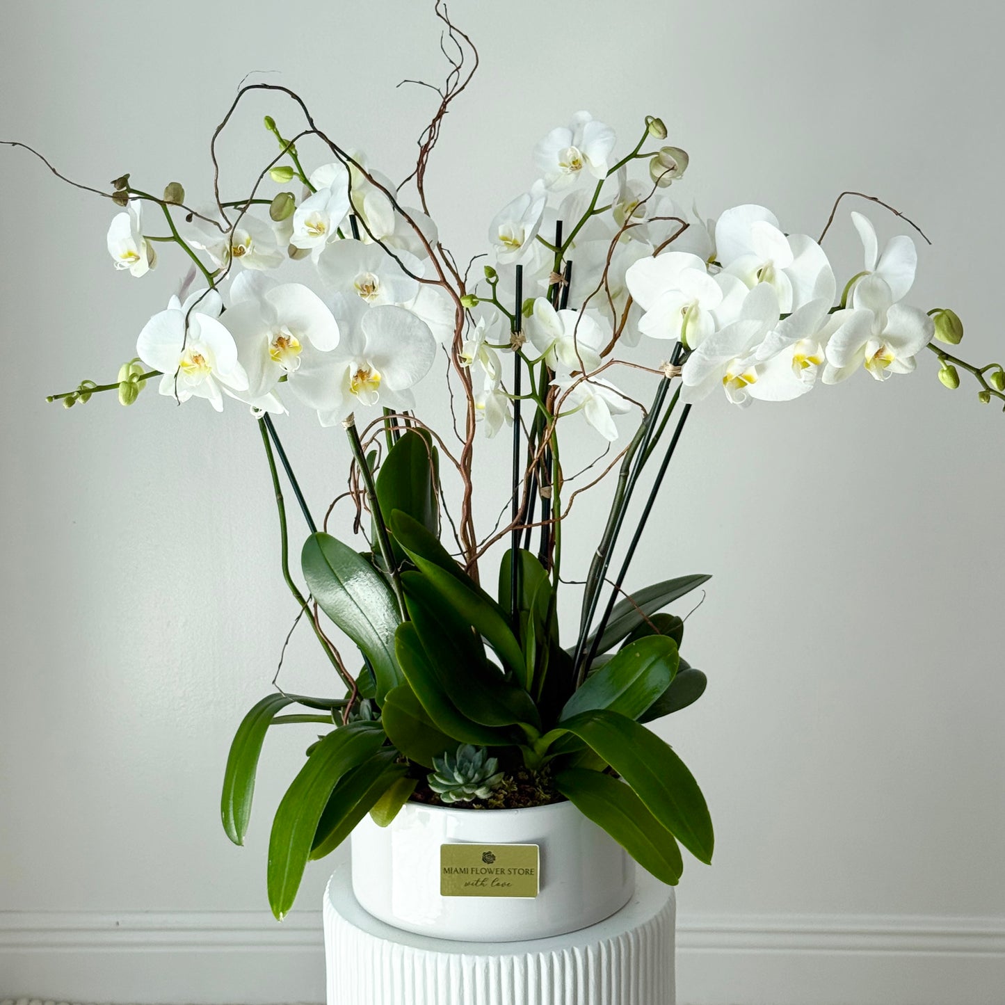 Luxury Live White Phalaenopsis Orchids With Sucullents - Miami Flower Store Same-Day Delivery Fort Lauderdale Brickell Aventura Las Olas Hallendale Beach Hollywood Sunny Isles