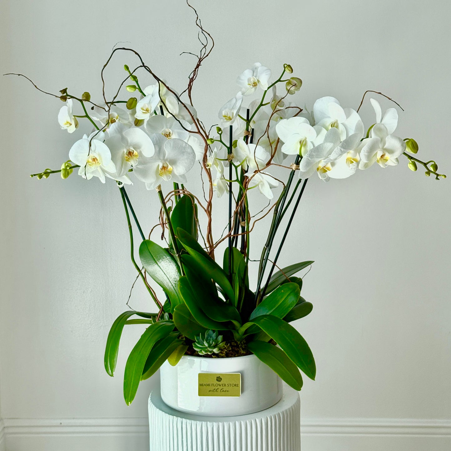 Luxury Live White Phalaenopsis Orchids With Sucullents - Miami Flower Store Same-Day Delivery Fort Lauderdale Brickell Aventura Las Olas Hallendale Beach Hollywood Sunny Isles