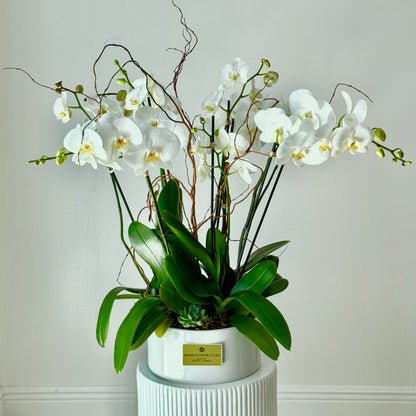 Luxury Live White Phalaenopsis Orchids With Sucullents - Miami Flower Store Same-Day Delivery Fort Lauderdale Brickell Aventura Las Olas Hallendale Beach Hollywood Sunny Isles
