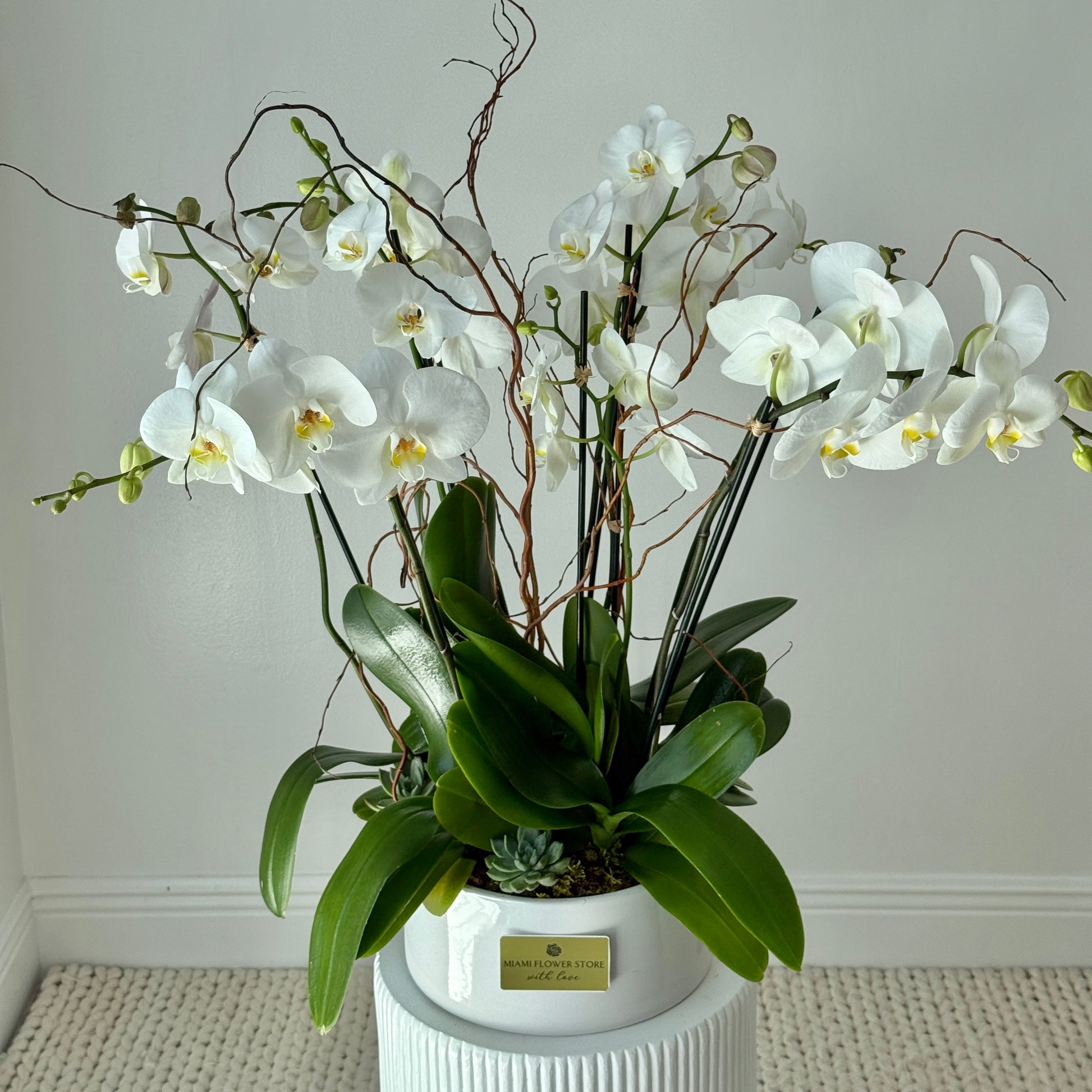 Luxury Live White Phalaenopsis Orchids With Sucullents - Miami Flower Store Same-Day Delivery Fort Lauderdale Brickell Aventura Las Olas Hallendale Beach Hollywood Sunny Isles