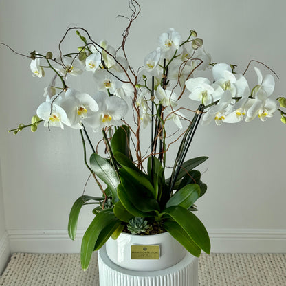 Luxury Live White Phalaenopsis Orchids With Sucullents - Miami Flower Store Same-Day Delivery Fort Lauderdale Brickell Aventura Las Olas Hallendale Beach Hollywood Sunny Isles
