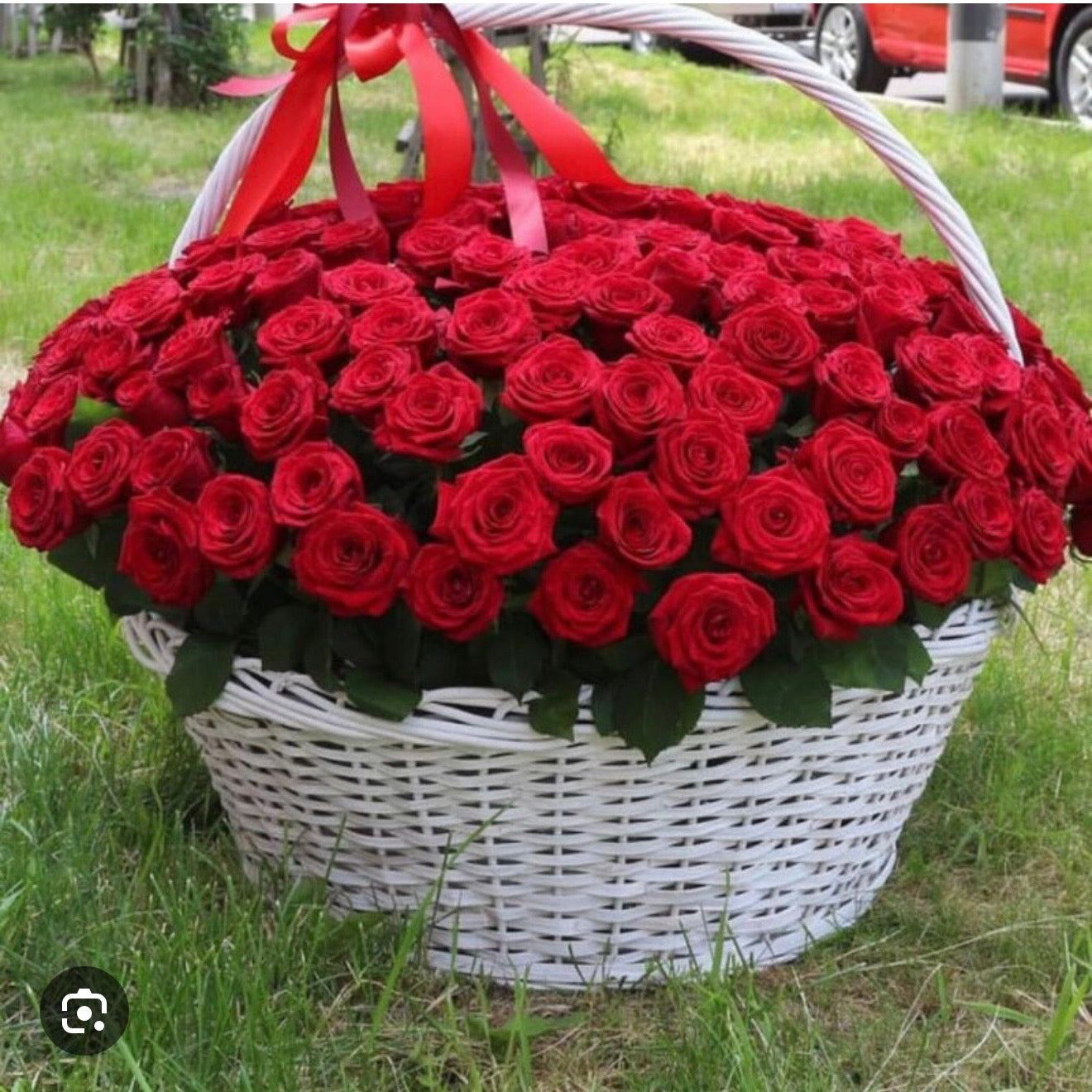 300 Red Roses Bouquet In A Baskets/Overside Basket With 300 Red Roses - Miami Flower Store Same-Day Delivery Fort Lauderdale Brickell Aventura Las Olas Hallendale Beach Hollywood Sunny Isles