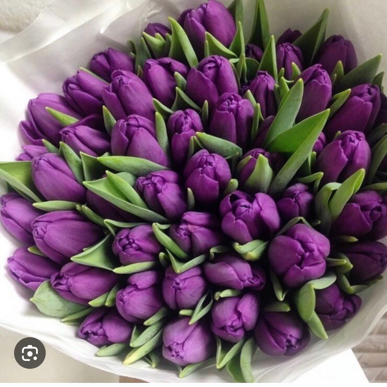 30 / 50 Purple Tulip Flower Bouquet - Miami Flower Store Same-Day Delivery Fort Lauderdale Brickell Aventura Las Olas Hallendale Beach Hollywood Sunny Isles